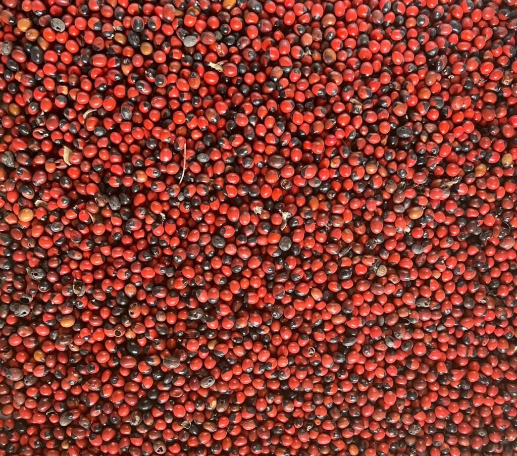 Gunja Seed