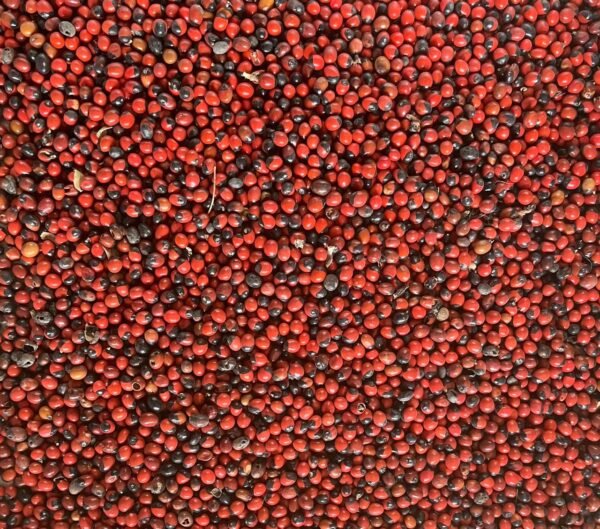 Gunja Seed