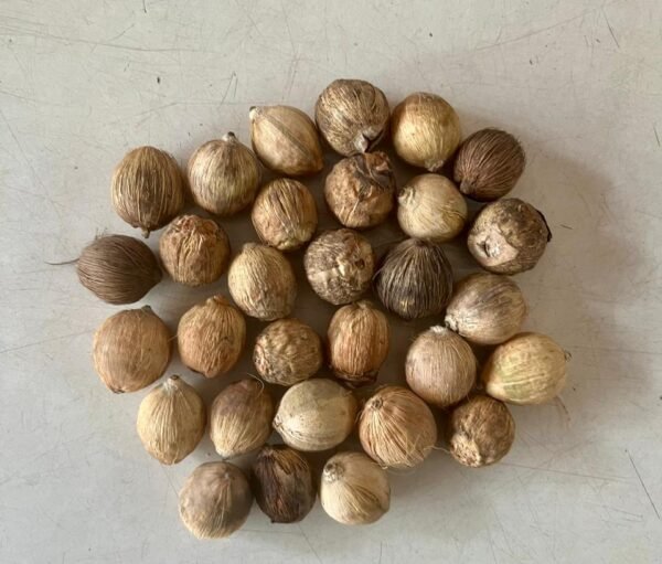 Laghu Coconut
