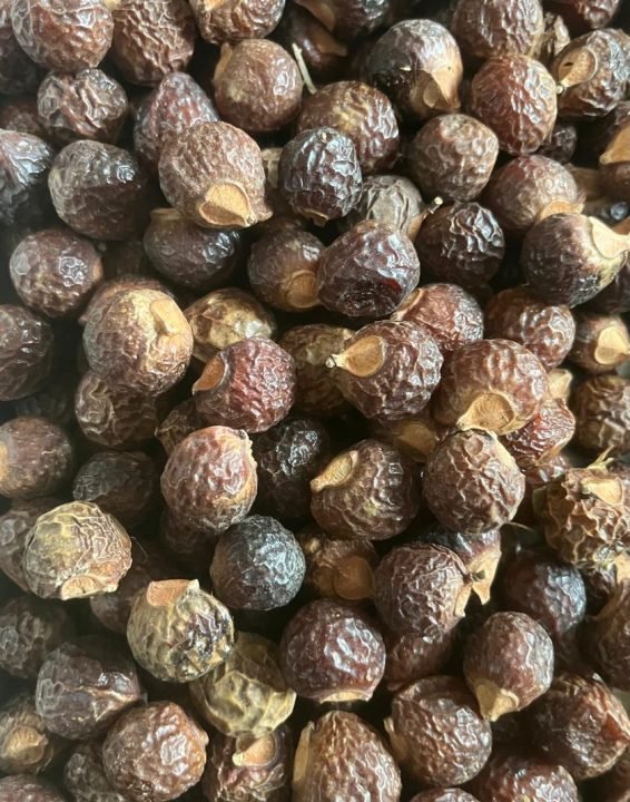 Best Quality Soap Berry