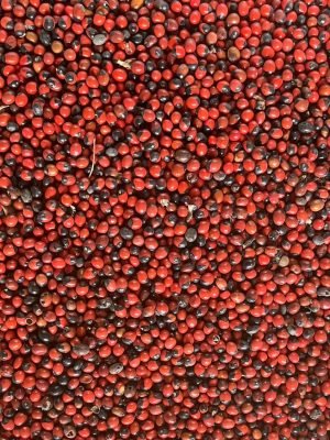 Gunja Seed