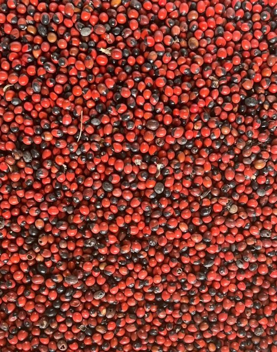 Gunja Seed