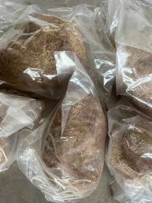 Ekaakshi Nariyal