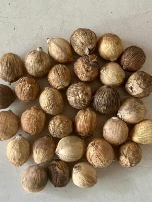 Laghu Coconut