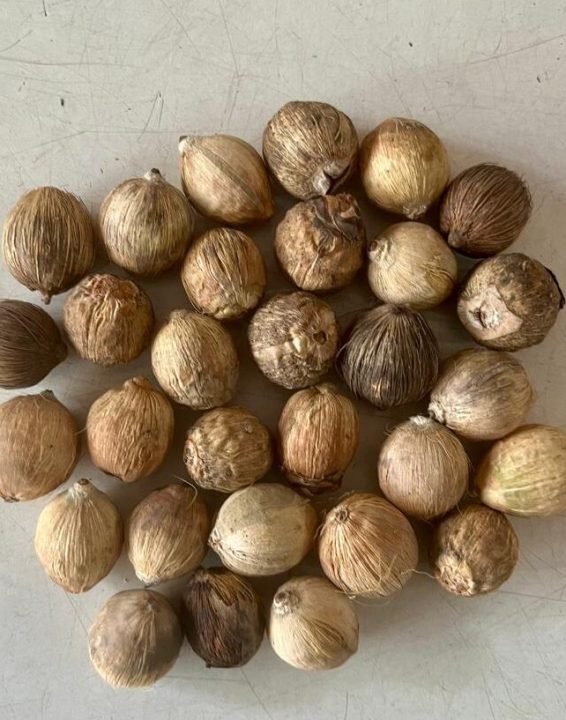 Laghu Coconut
